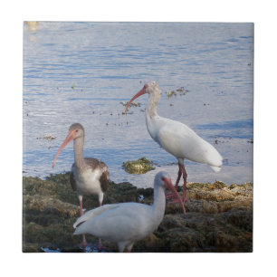 3 Ibis on the shore of Florida Bay Tile