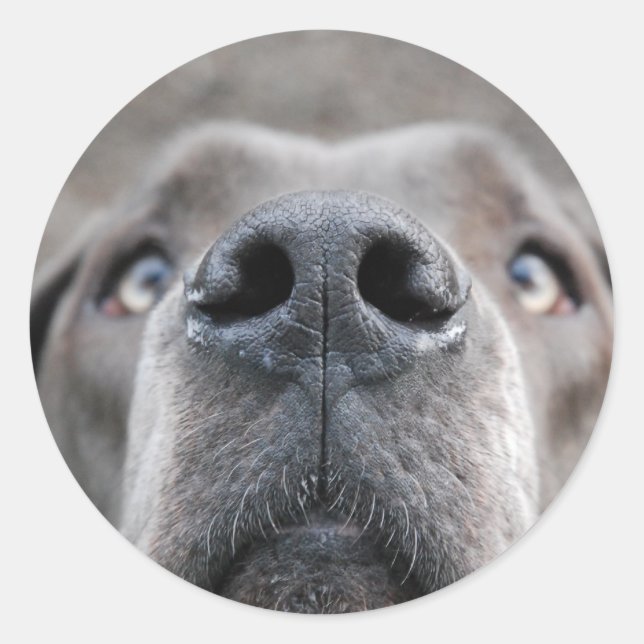 3 inch Dog Nose Sticker (Front)
