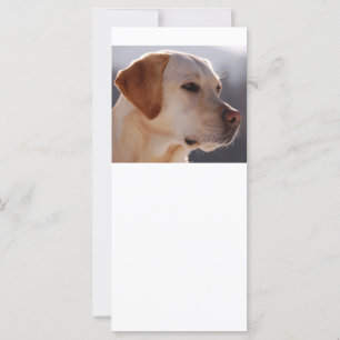 3 Labrador_Retriever