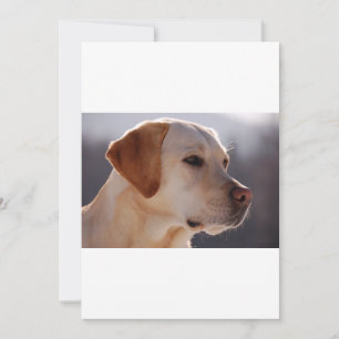 3 Labrador_Retriever