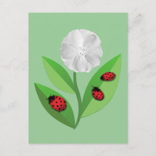 3 Ladybugs Postcard