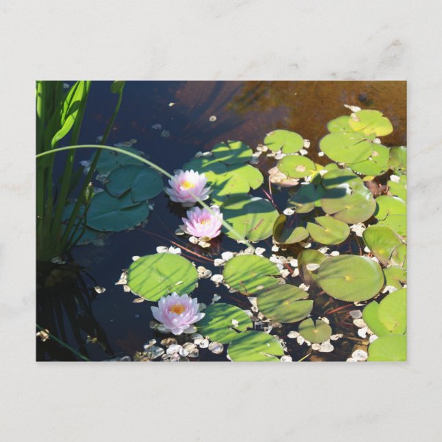 3 Lilies Postcard (Front)
