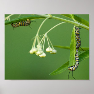 3 monarch caterpillars on milkweed poster