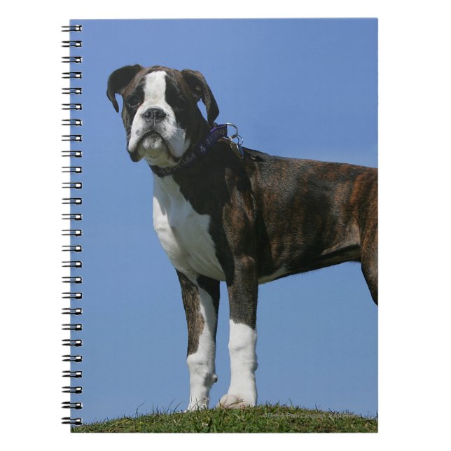 3 Month Old Boxer Puppy Notebook (Front)