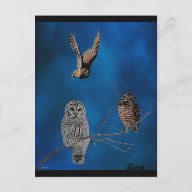 3 Owls - 2 Postcard (Front)