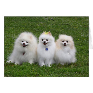 3 Pomeranians Sitting