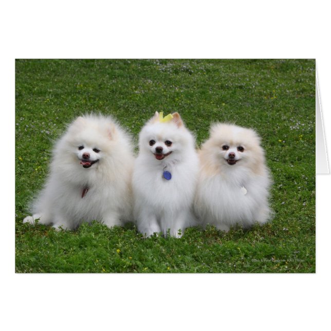 3 Pomeranians Sitting (Front Horizontal)