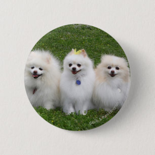 3 Pomeranians Sitting 6 Cm Round Badge