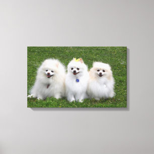 3 Pomeranians Sitting Canvas Print