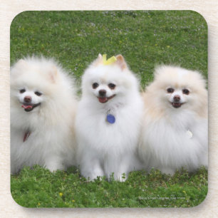 3 Pomeranians Sitting Coaster
