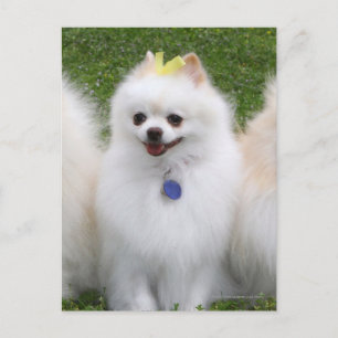 3 Pomeranians Sitting Postcard