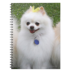 3 Pomeranians Sitting Spiral Notebook