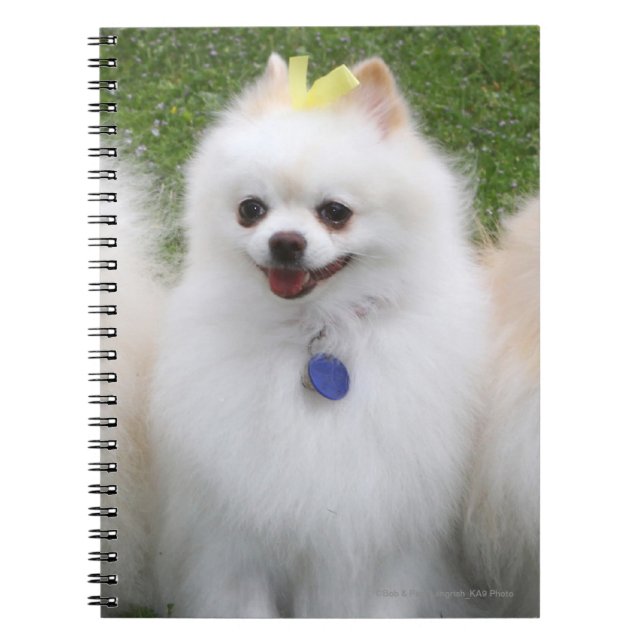 3 Pomeranians Sitting Spiral Notebook (Front)