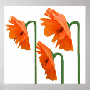 3 poppies poster