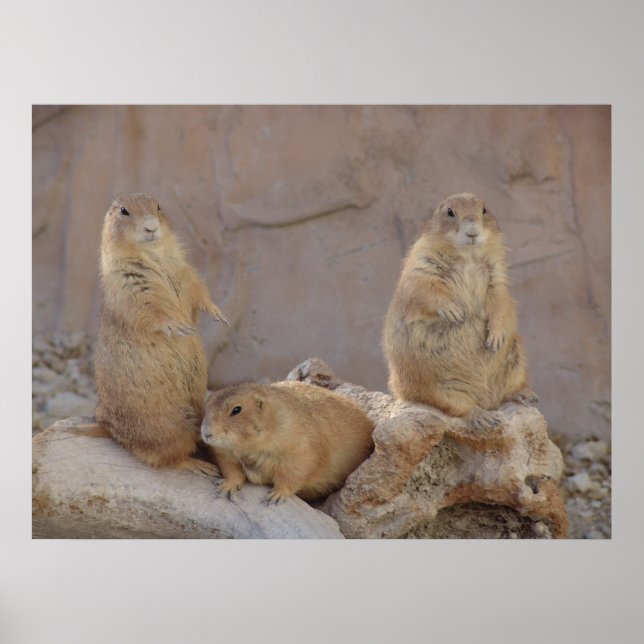 3 Rascals Poster (Front)