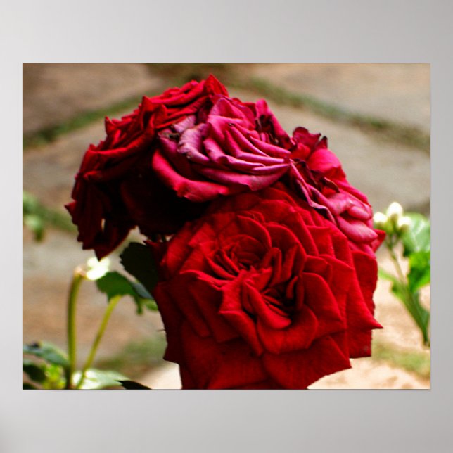 3 Roses in Bloom Poster (Front)