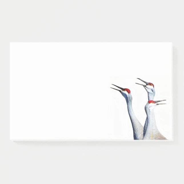 3 Sandhill Cranes Photo 10x6 Notes (Front)