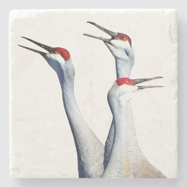 3 Sandhill Cranes Photo Stone Coaster (Front)