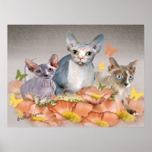 3 sphynx kittens cards poster