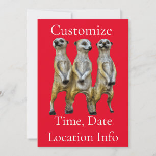 3 Standing Meerkats Thunder_Cove Invitation