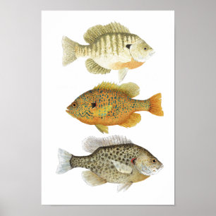 3 Sunfish Watercolor Studies Poster
