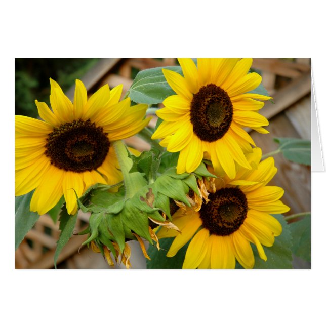 3 Sunflowers (Front Horizontal)