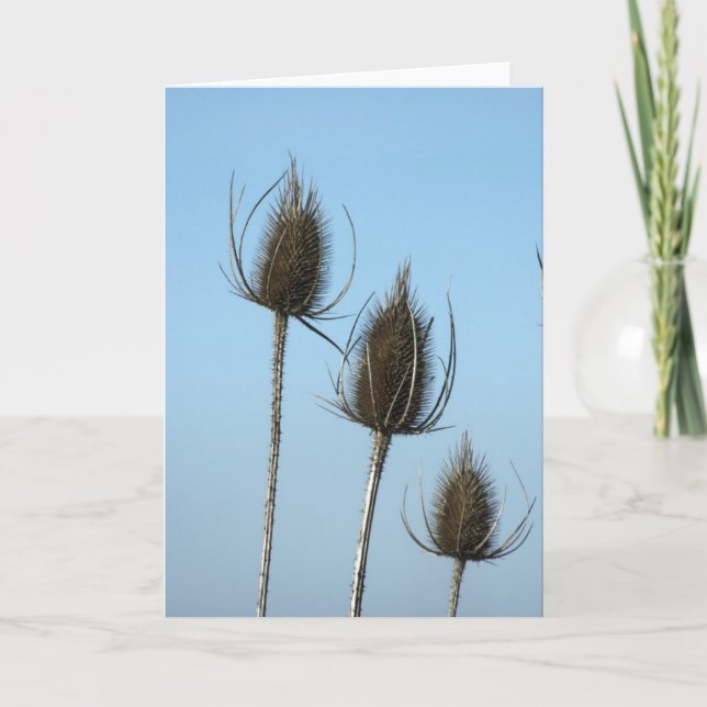 3 Teazles Card (Front)