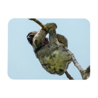3-toed Sloth Small Magnet