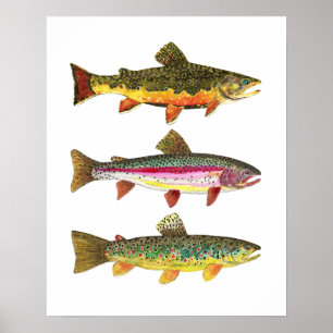 3 Trout for Fly Fishing Fishermen and Fisherwomen Poster