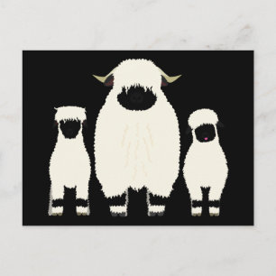 3 Valais Blacknose Sheep in a row Postcard