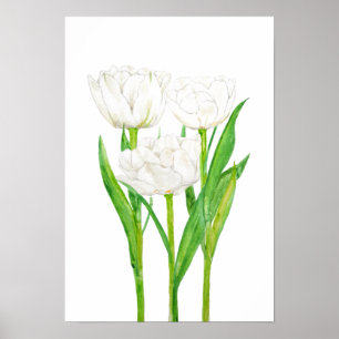 3 white tulips watercolor painting poster