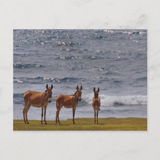 3 Wild Donkeys by the Sea Postcard