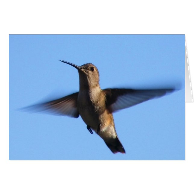 3aJ Hummingbird Flying in a Blue Sky (Front Horizontal)