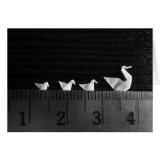3cm Family Swim
