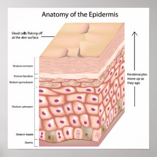 3d anatomy of the epidermis Poster