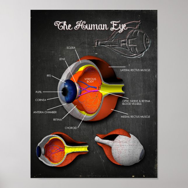 3D Cross Section of the Human Eye + Legend Poster (Front)