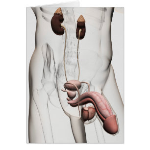 3D Illustration Of Male Reproductive System 1