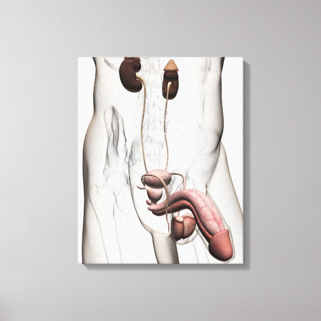 3D Illustration Of Male Reproductive System 1 Canvas Print (Front)