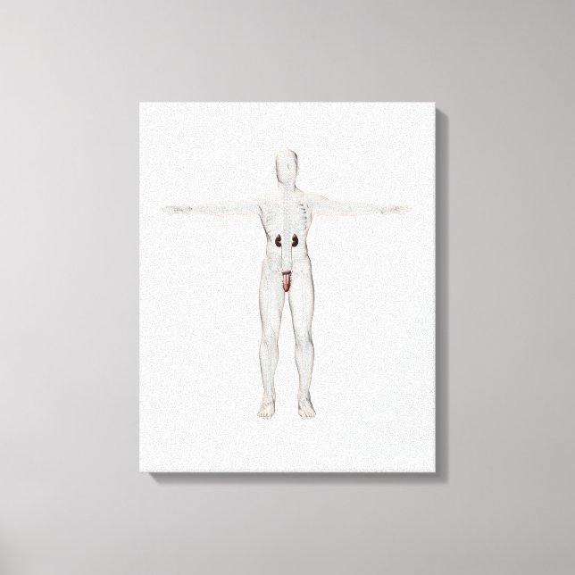 3D Illustration Of Male Reproductive System 2 Canvas Print (Front)