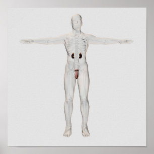 3D Illustration Of Male Reproductive System 2 Poster