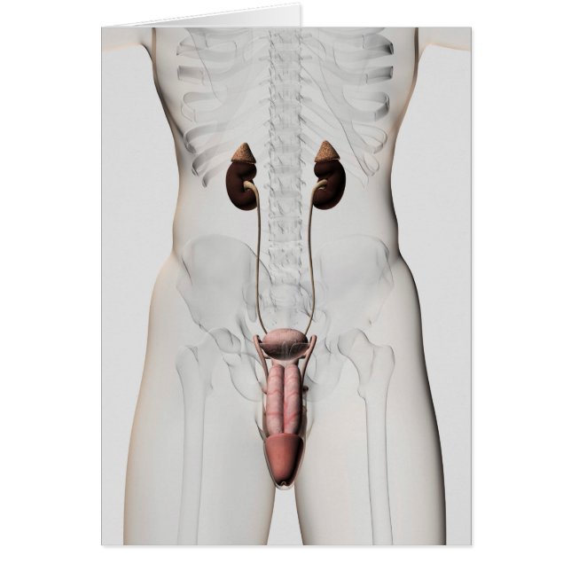 3D Illustration Of Male Reproductive System 3 (Front)