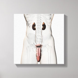 3D Illustration Of Male Reproductive System 3 Canvas Print