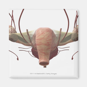 3d model of the female reproductive system magnet