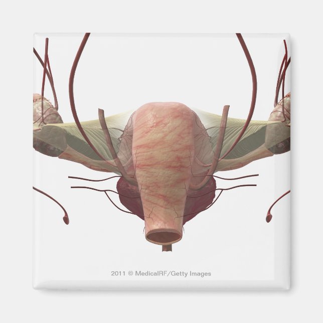 3d model of the female reproductive system magnet (Front)