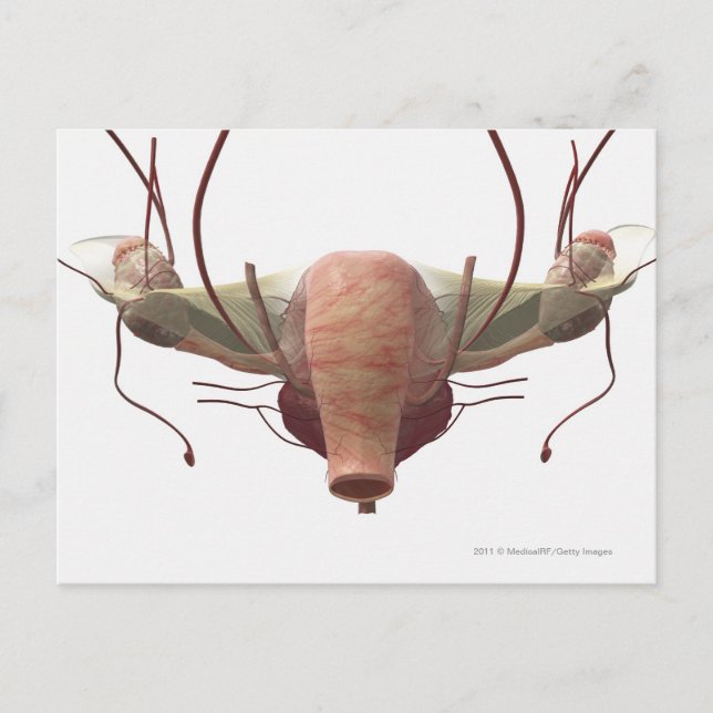 3d model of the female reproductive system postcard (Front)