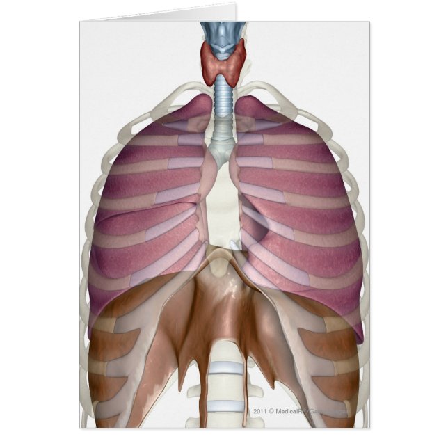 3d rendering of the respiratory system (Front)