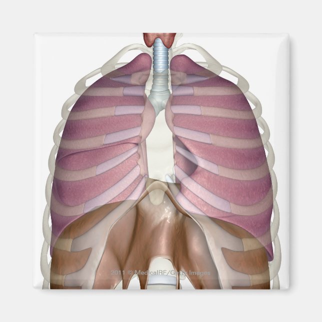 3d rendering of the respiratory system magnet (Front)