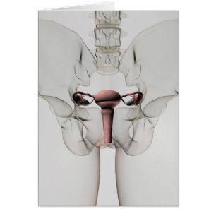 3D View Of Female Reproductive System