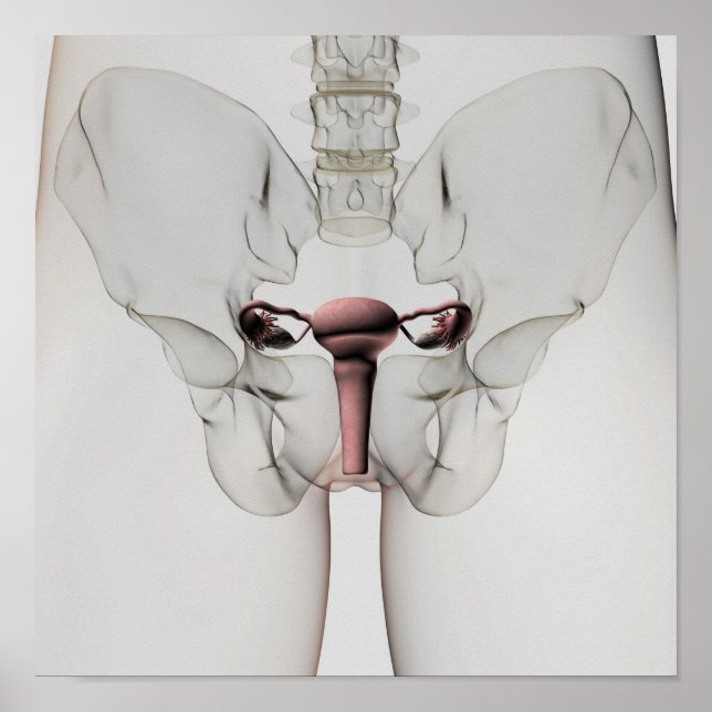 3D View Of Female Reproductive System Poster (Front)