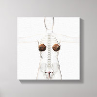 3D View Of The Female Reproductive System